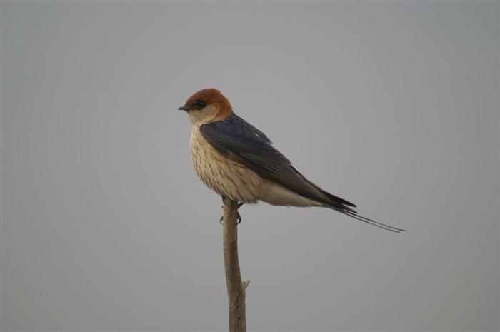 Greater Striped Swallow